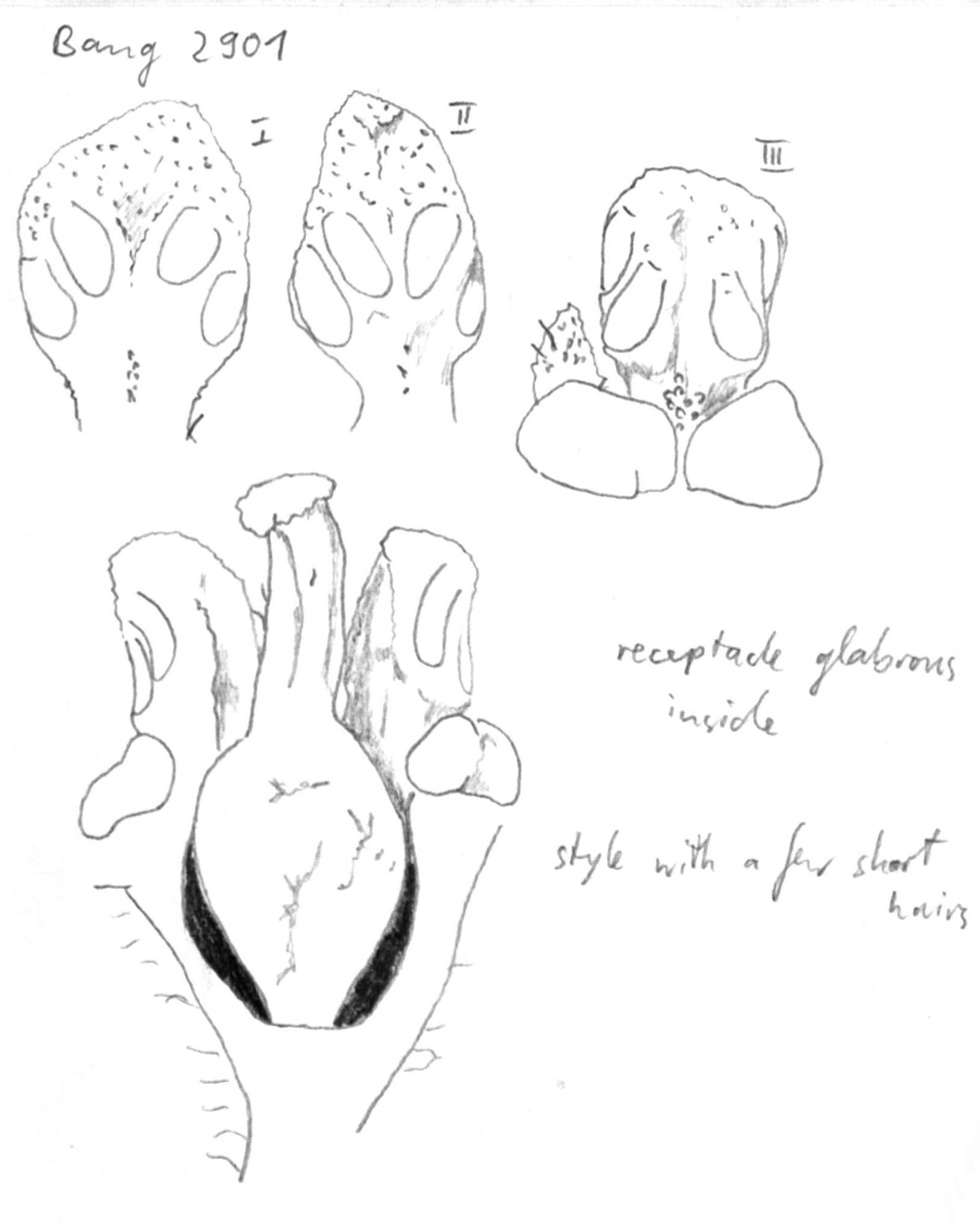 preview Nectandra acutifolia (Ruiz & Pav.) Mez